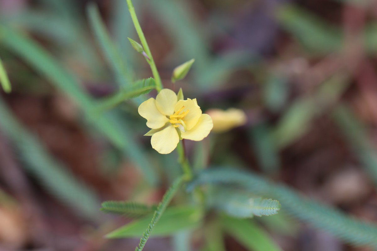 Chamaecrista mimosoides (L.) Greene